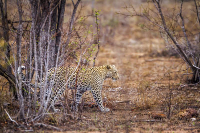 Leopard standing by tree