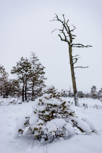 Tree on snow covered landscape against clear sky