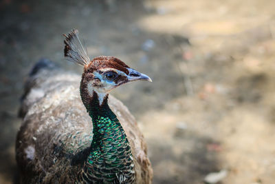 Close-up of a peacock