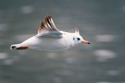 Seagull flying