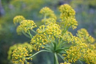 Close-up of dill flowers blooming outdoors