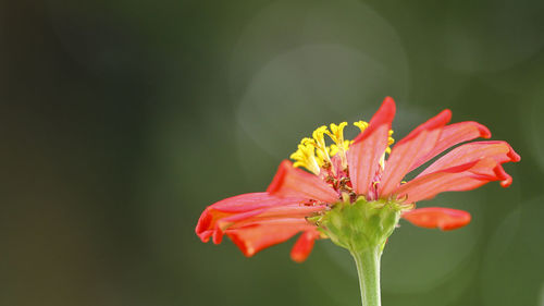 Close-up of red flower