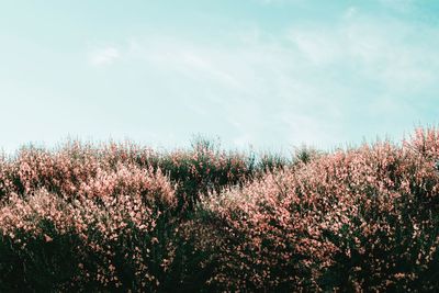 Scenic view of flowering plants on field against sky