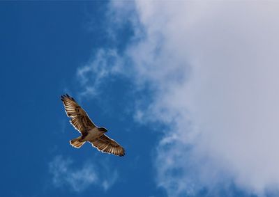 Low angle view of eagle flying against sky