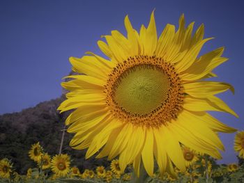 Close-up of yellow sunflower on field