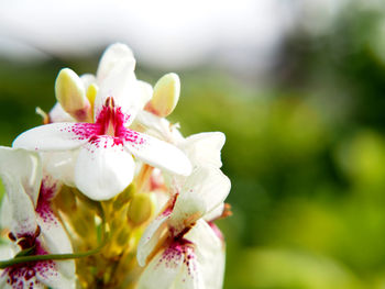 Close-up of honey bee on flower