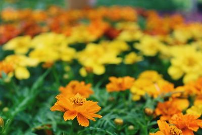 Close-up of yellow marigold blooming outdoors