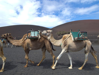 The spanish island of lanzarote