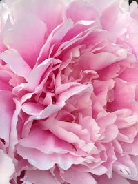 Full frame shot of pink rose bouquet