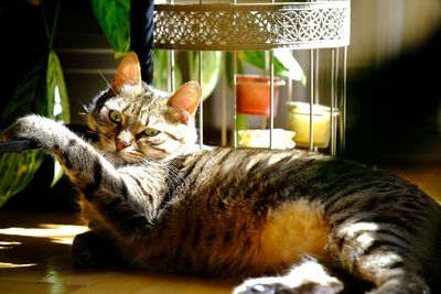 Close-up of cat relaxing at home