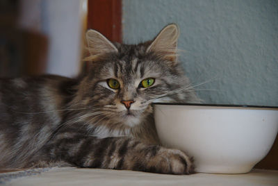 Close-up portrait of a cat