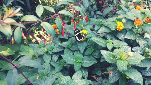 Leaves growing on tree