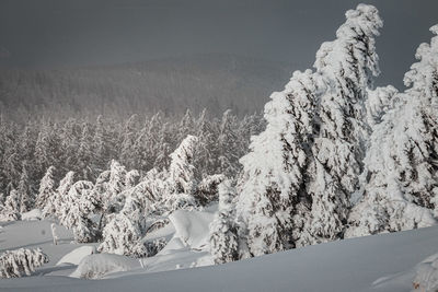 Snow covered land and trees against mountain