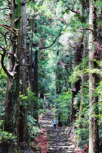 Trees in forest