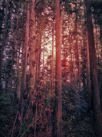 Trees in forest