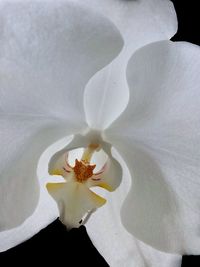 Close-up of flower against blurred background