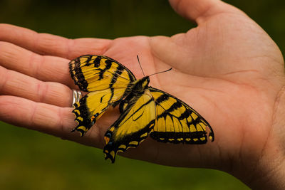 Cropped hand of person holding butterfly