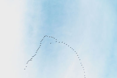 Low angle view of birds flying in sky