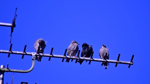 Low angle view of birds perching on cable against blue sky