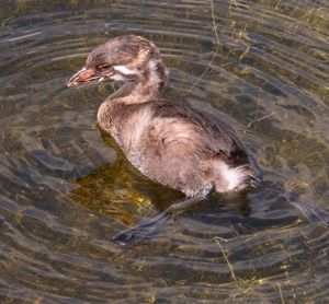 Duck swimming in lake