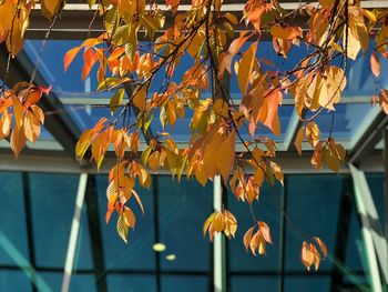 Low angle view of flowering plant hanging from tree