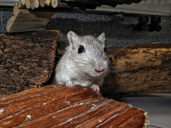 Close-up of animal eating wood