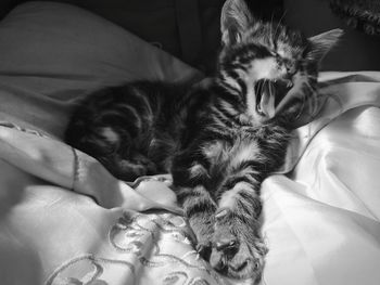 Close-up of cat sleeping on bed