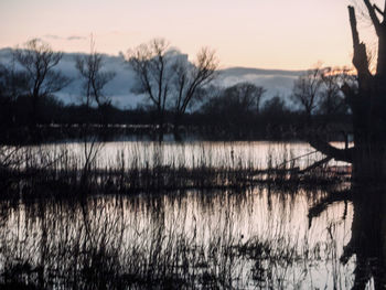 Reflection of bare trees in calm lake