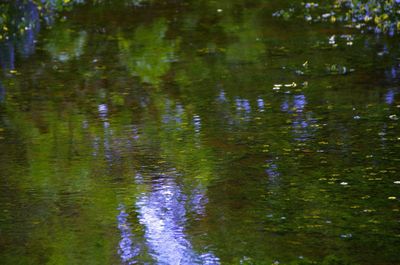 Ducks swimming in water