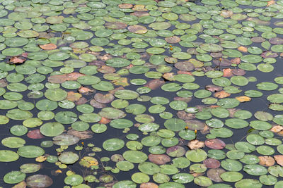 Full frame shot of leaves floating on plant