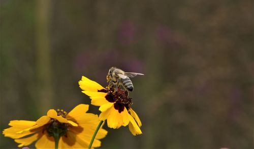 Close-up of bee on yellow flower