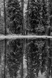 Reflection of trees in lake