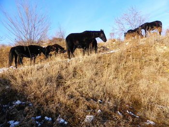 Cows grazing in a field