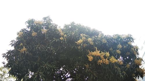 Low angle view of trees against sky