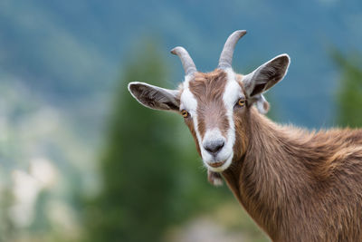 Portrait of deer