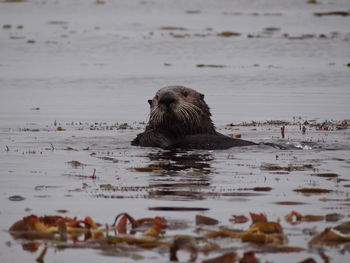 Duck swimming in sea