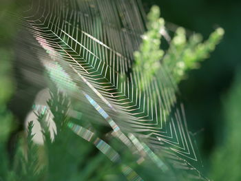 Close-up of fresh green plant