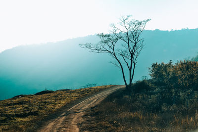 Dirt road by tree against sky