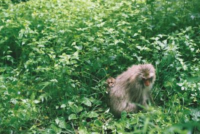 Japanese macaque with infant amidst plants in forest