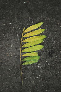 Close-up high angle view of yellow leaf