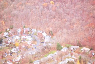 High angle view of flower amidst trees