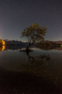 Tree by lake against sky at night