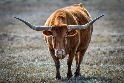 Portrait of horse standing on field