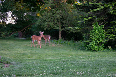 A young deer in a patch of grass in a suburban backyard