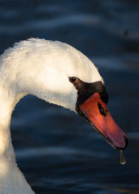 Close-up of swan swimming in lake