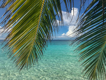 Maldives palm tree 