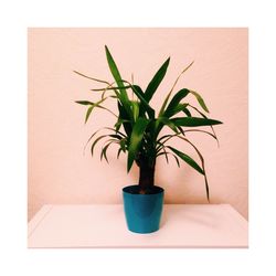 Close-up of plant against white background