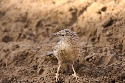 Close-up of bird