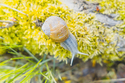 Close-up of snail on plant