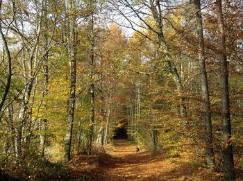 Footpath amidst trees in forest during autumn